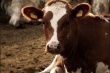 Вологодская область намерена увеличить "экспорт" коров
