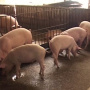 В Мордовии Россельхознадзор выявил поступление мяса от неидентицифируемых свиней на ярмарки выходного дня