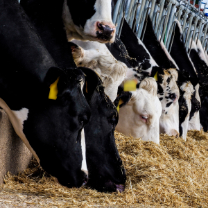 В России в 2022 году увеличилось производство скота и птицы