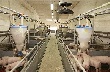 На «Кигбаевском беконе» сократили сроки откорма с 204 до 189 дней