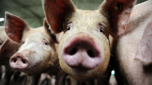 В Саратовской области начал работу новый мясокомбинат