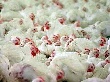 Животноводы РТ подводят итоги работы за 8 месяцев года