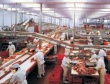 Санкции ускорили рост мясопереработки в Мособласти