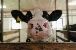 Белгородская область вышла на второе место по продуктам со Знаком качества