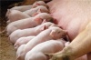 В Югре проверяют мясо на свиную африканскую чуму