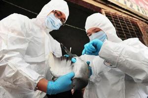 Вирус птичьего гриппа зафиксирован в Астраханской области