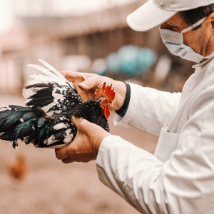 В России зарегистрировали новую вакцину против гриппа птиц