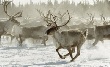 С 12 ноября оленеводы Ямала приступят к заготовке оленины