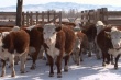 В Туве СПК «Амык» становится основой для развития специализированного мясного скотоводства 