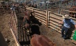 Австралия: Экспорт способствует расширению поголовья крупного рогатого скота