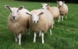 В Республике Коми предпринимаются меры по недопущению распространения бруцеллеза овец