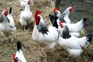 Торговый дом «Белая птица» обанкротился