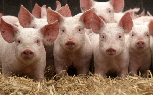 Деятельность свиноводческого предприятия в Курской области приостановлена на 30 суток