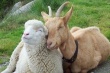  Глава Кузбасса раздал прокопчанам овец, коз и корм для них 