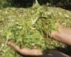 Хабаровские власти предложили аграриям наладить собственное производство кормов