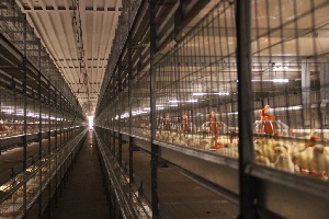 ОАО «Астраханский продукт» будет производить 700 тонн мяса птицы в год