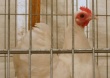 Канадскую птицефабрику оштрафовали почти на 100 тысяч долларов за жестокое обращение с курами