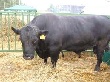 ООО «Алтай» закупило партию скота абердин-ангусской породы