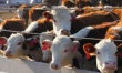 В Челябинской области обострилась проблема реализации мяса и племенного скота