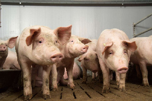 В Тульской Области стремительно растет поголовье свиней