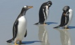 Носителями нового штамма птичьего гриппа оказались пингвины
