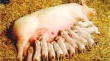 Новые мега-фермы позволят возродить свиноводство на Кубани