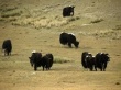 Новый тренд Кыргызстана – «лохматые коровы»