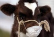 Беларусь больше не боится вируса: ввоз скота из ЕС разрешен