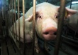 Главный ветеринар Ленобласти: Причина распространения африканской чумы свиней — незаконная перевозка