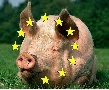 Действительно ли Европа собирается продолжать производство свиней?