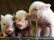 Свиноводство в Тамбовской области признано рискованным