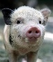 В Омске будут лечить свиней по немецким технологиям