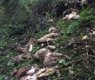 В Австрии местные жители обнаружили могильник из 30 овец