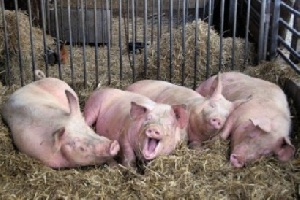 Минсельхоз: В Армении нет африканской чумы свиней