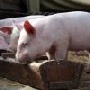 Не могу содержать свиней по правилам – прекращу деятельность Не могу содержать свиней по правилам – прекращу деятельность