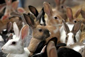 В селе Первая Падь начала работу самая крупная ферма кролиководства на Сахалине 
