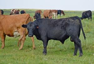В Башкирии утвердили стратегию развития мясного скотоводства республики