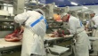 Калининградский мясоперерабатывающий завод приостановил работу из-за ограничения на ввоз мяса из ЕС