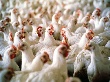 Томская птицефабрика увеличит поголовье птицы до 1,8 млн к августу 2012 г