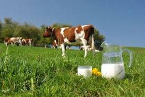 Китай намерен развивать в Приморье молочную промышленность