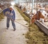 Пивная дробина для бурёнки