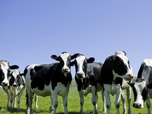 Еврокомиссия выделит € 420 млн материальной помощи фермерам стран ЕС, занимающихся молочным животноводством и свиноводством