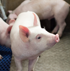 Сараевский свинокомплекс планирует довести в следующем году производство свинины до 50 тысяч тонн