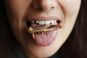 В Челябинске будут производить муку из саранчи