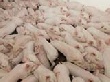 Больше всех в мясной отрасли от ВТО достанется свиноводам