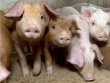 ИАА "ИМИТ": Впервые в России за последние два года отмечается сокращение поголовья свиней