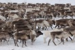Чукотка: Оленеводческие предприятия увеличили убой оленей на 7 тысяч голов
