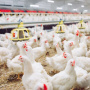 Птицефабрика в Карсунском районе будет производить 4000 тонн мяса в год