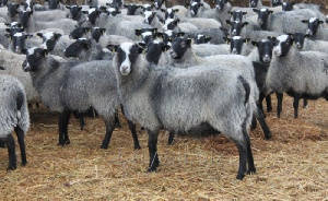 На разведение овец романовской породы хозяйство в Ивановской области получило инвесткредит 62 млн рублей
