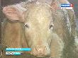 Колхоз "Авангард" в Лесном районе - в числе 40 лучших хозяйств России Колхоз "Авангард" в Лесном районе - в числе 40 лучших хозяйств России